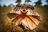 Frill-neck lizard displaying