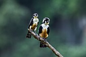 Black-thighed falconets