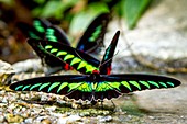 Raja Brooke's birdwing butterflies, Borneo