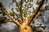 Boab tree (Adansonia gregorii), Australia