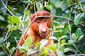 Female proboscis monkey feeding