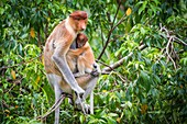 Female proboscis monkey and young