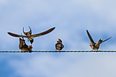 Barn swallow chicks, UK