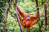 Sumatran orangutan with baby