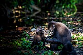 Crested black macaques, Indonesia