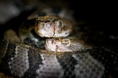 Timber rattlesnake and young