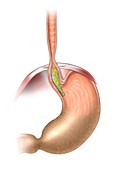 Oesophagus, diaphragm and stomach, illustration