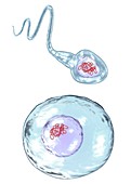 DNA in sperm and ovum cells, illustration