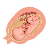Human foetus at 16 weeks, illustration