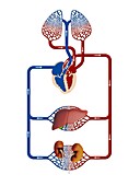 Liver and kidney blood supply, illustration