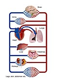 Major organs blood supply, illustration