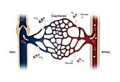 Capillary system, illustration