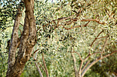 Olive trees in orchard