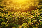 Organic soybean field at sunset
