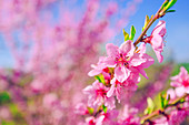 Peach tree branch blossoming in spring