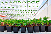 Plants in commercial greenhouse