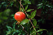 Ripe pomegranate fruit on tree branch