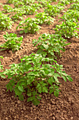 Potato plants in vegetable garden