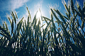 Wheat field against sun