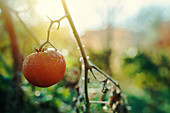 Ripe tomato in organic vegetable garden
