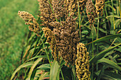 Cultivated sorghum field