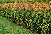 Cultivated sorghum field