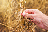 Farmer checking soy bean pods