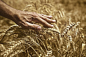 Farmer touching wheat crop