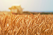 Combine harvester harvesting ripe wheat