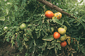 Tomatoes growing in vegetable garden
