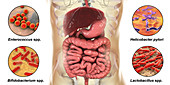 Bacteria in human digestive system, illustration