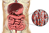 Intestinal microbes, illustration