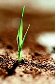 Grass blades in soil