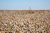 Ripe cotton in field
