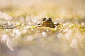 Marsh frog