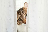 Cat behind a curtain