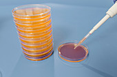 Inoculating agar plate