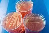 Cultures growing on Petri dish