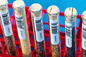 Food samples in test tubes