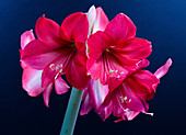 Amaryllis flowers