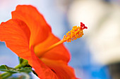 Hibiscus sp. flower