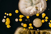 Cultures growing on agar plate