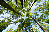 Tree canopy, low angle view