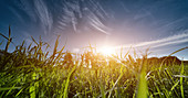 Meadow, low angle view