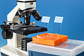 Light microscope and slides
