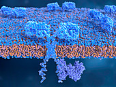 Chimeric antigen receptor on T-cell, illustration