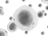 Transparent cells, illustration
