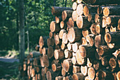 Cut logs in forest
