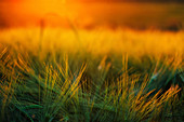 Barley field at sunset