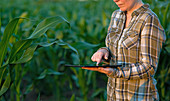 Farmer using digital tablet in field